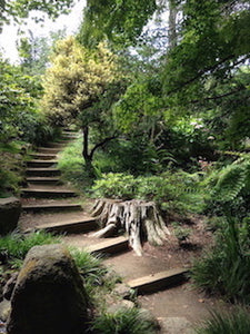 Botanical Garden, Golden Gate Park in San Francisco, Original Photo of the Path, Going Up the path, the Road Not Taken