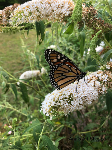 Monarch Butterfly in the Summer at Martha's Vineyard Massachusetts Digital Photo Download Nature Photography Flowers, Butterflies 