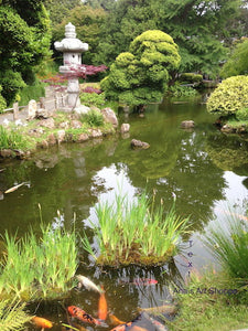 Koi fish pond with pagoda in the Japanese Tea Garden in San Francisco in California. Inspirational calming photo for nature  lover, meditation.